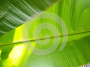 Banana leaf texture background in the green style