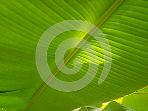 Banana leaf texture background in the green style