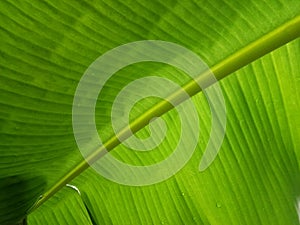 Banana leaf texture background in the green style