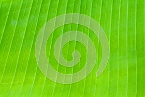 Banana leaf texture fresh green background in nature with copy space add text