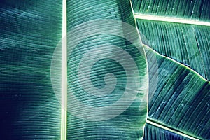 Banana leaf texture, green tropical pattern background concept