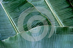 Banana leaf texture, green tropical pattern background concept