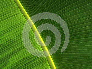 Banana leaf texture pattern