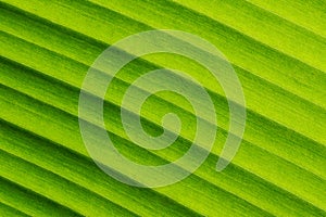 Banana Leaf Textures showing Natural Vein, Gradient Background