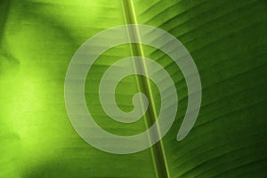 Banana Leaf in Thailand