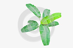 Banana leaf tree top view Isolated on white