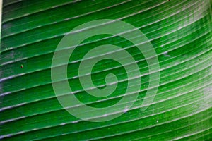 Banana leaf, tropical bright green large foliage on natural background