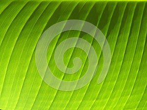 Banana Leaf Veins