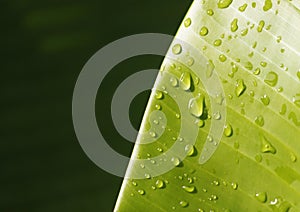 Banana leaf with water droplets