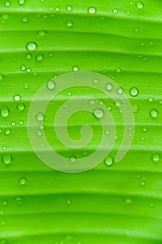 Banana leaf with water drops