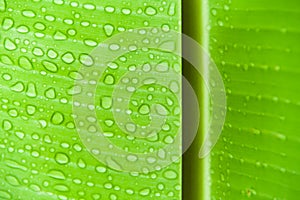 Banana leaf with water drops