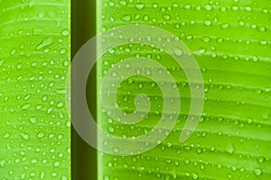 Banana leaf with water drops