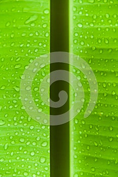 Banana leaf with water drops