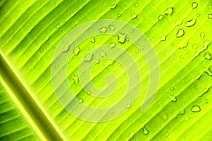 Banana leaf with water drops