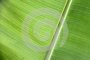 Banana leaf with water drops