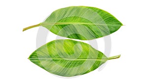 Banana leaf on a white background