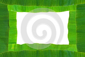 Banana leaf