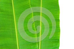 Banana leaf