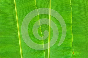 Banana leaf