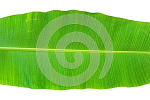 Banana leaf
