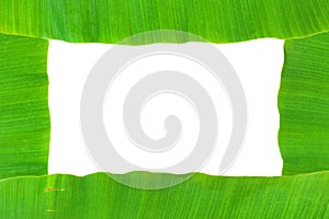 Banana leaf