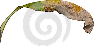 banana leaf on white background, Clipping path