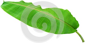 banana leaf on white background, Clipping path