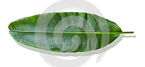 Banana leaf on white background. It has very large leaves and resembles a palm. The plant is cultivated and grows well in tropical