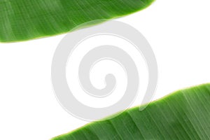 Banana leaf on white with copy space