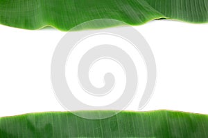 Banana leaf on white with copy space