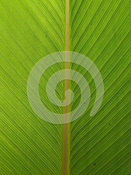 Banana leafe textured photo