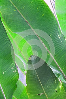 Banana leafs green tropical background