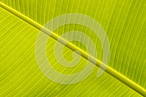 Banana leaves