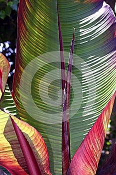 Banana Leaves