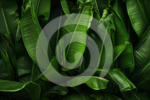 Banana Leaves Background Environment