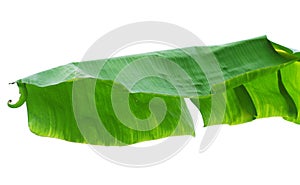 Banana leaves or banana tree.