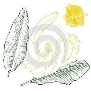 Banana leaves and bananas. Hand drawn harvest sketch set. Engr