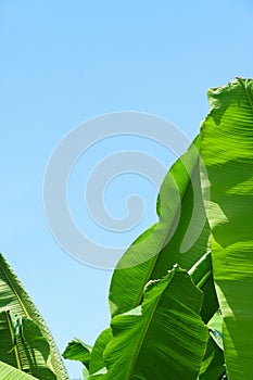 Banana leaves close to viewers on a blue sky background