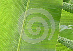 Banana leaves close up image, with rain drops