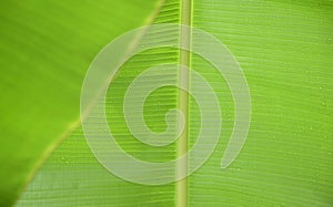 Banana leaves close up image, with rain drops