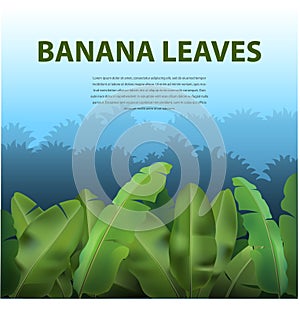 Banana leaves forest