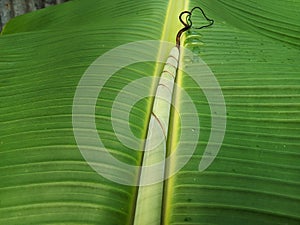 Banana leaves are fresh green, the midrib is prominent photo