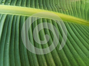 Banana leaves are fresh green, the midrib stand out photo