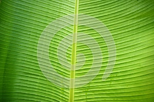 Banana leaves. The leaves of the banana tree Textured abstract background