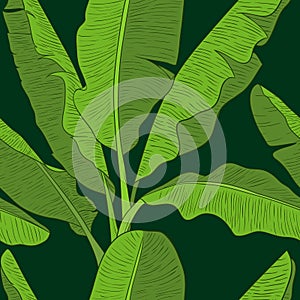 Banana leaves pattern vector