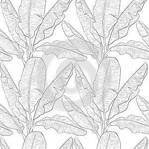 Banana leaves pattern vector