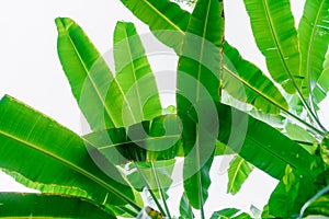 Banana leaves on the sky background. Exotic plants.