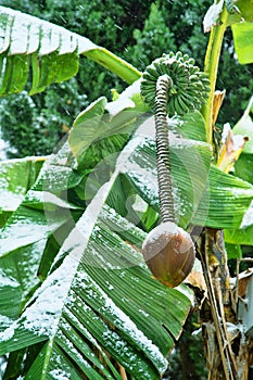 Banana leaves in the snow