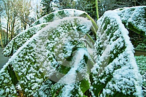 Banana leaves in the snow