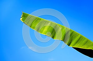 Banana leaves texture on blue sky backgroundTropical plant foliage with visible texture photo